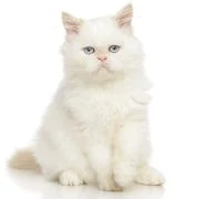 sk 2024 11 persian