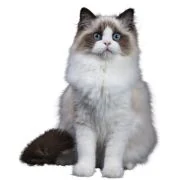 sk 2024 11 ragdoll