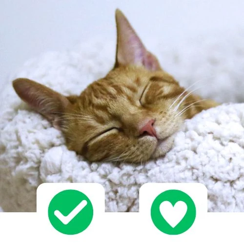 sk 2025 09 CricksyCat fejlesztve 1