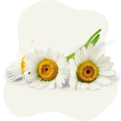 sk 2025 09 chamomile