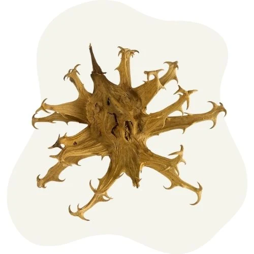 sk 2025 09 devil claw