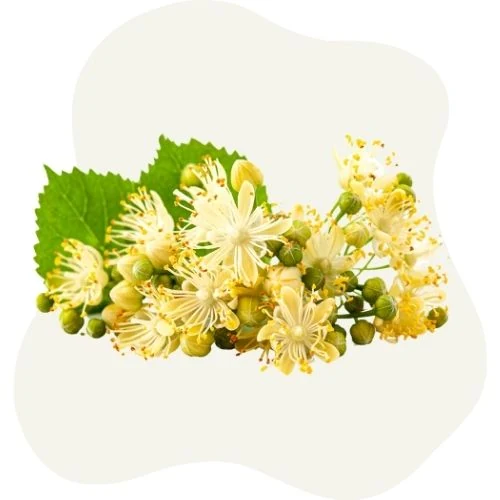 sk 2025 09 linden