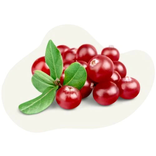 sk 2025 09 red cranberry