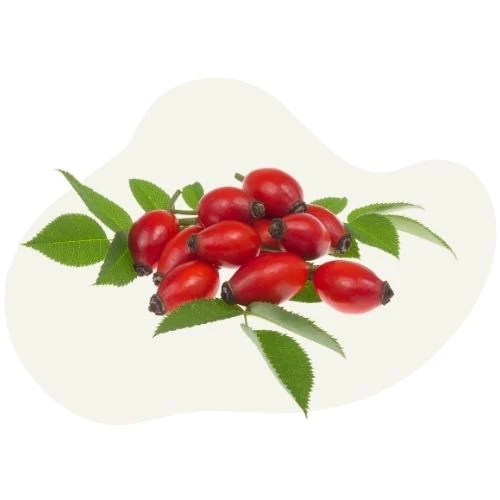 sk 2025 09 rosehip